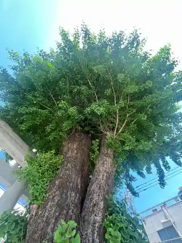 柏神社(千葉県)