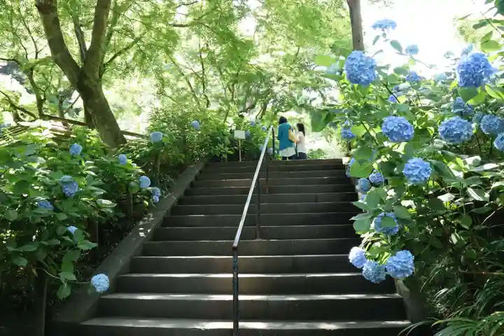 明月院(神奈川県)