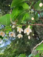 随願寺の自然