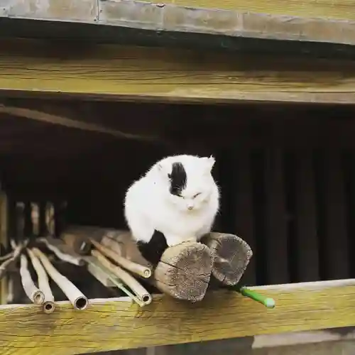 今市報徳二宮神社の動物