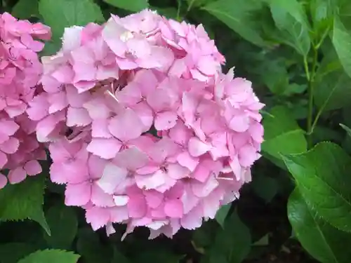 三室戸寺の自然