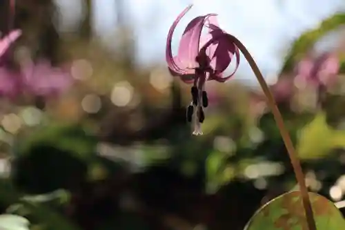 鹿島大神宮の自然