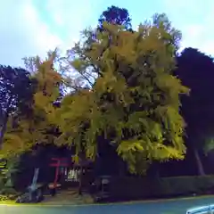 岩戸落葉神社(京都府)