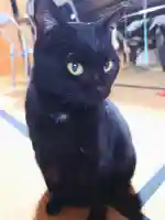 上岩出神社(和歌山県)