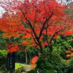 大洞院の自然