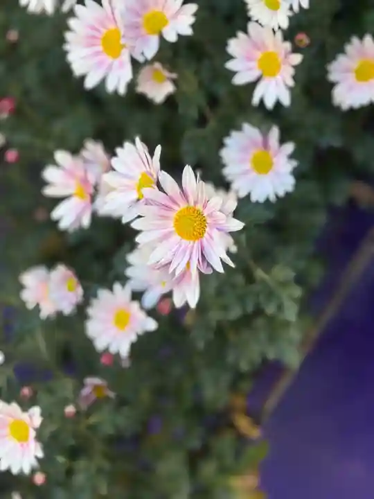 大國魂神社(東京都)