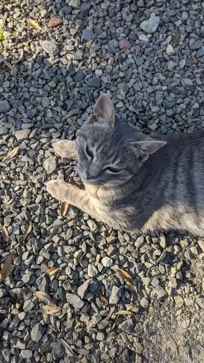 玉野御嶽神社の動物