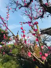 誉田八幡宮の自然