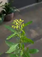 伏木香取神社(茨城県)