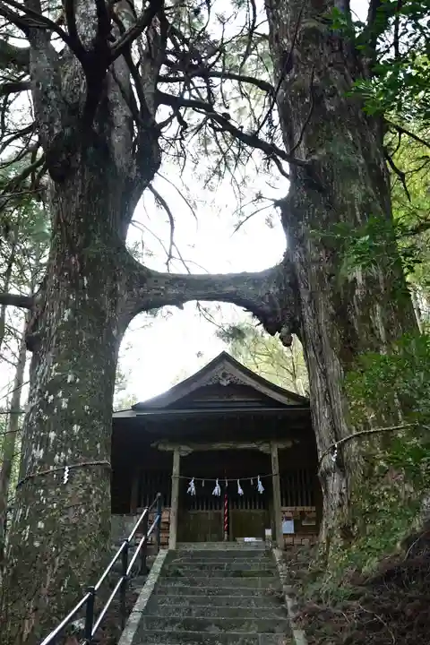地主神社(桑の川の鳥居杉)(高知県)