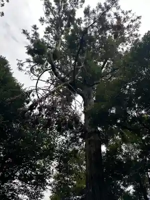 麻賀多神社(千葉県)