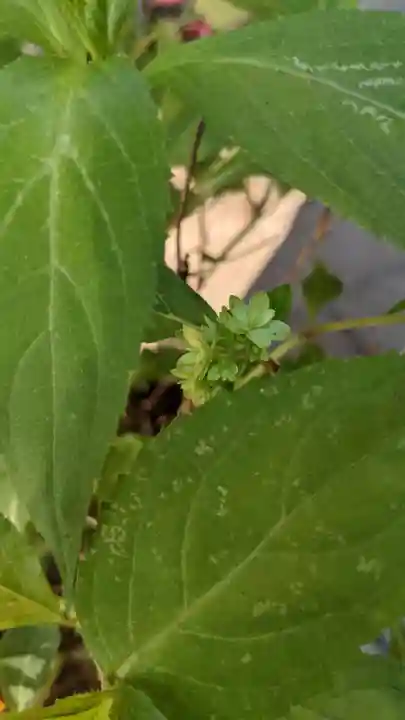 玉野御嶽神社の自然