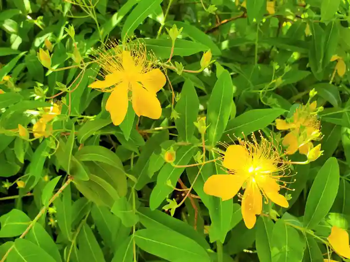 水天宮西廣寺の自然