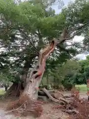 金村別雷神社の自然