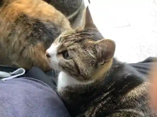 玉野御嶽神社の動物