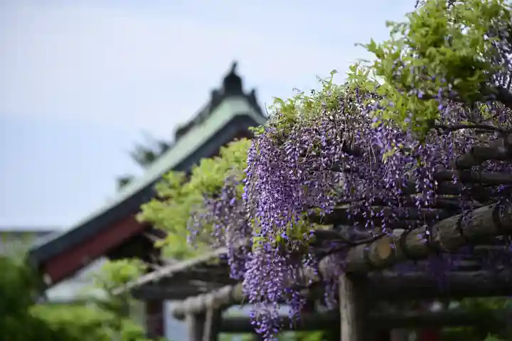 亀戸天神社の自然