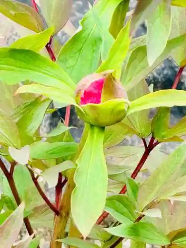 六孫王神社(京都府)