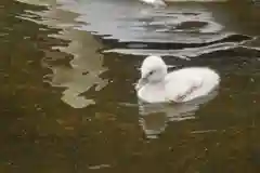 頂法寺（六角堂）の動物