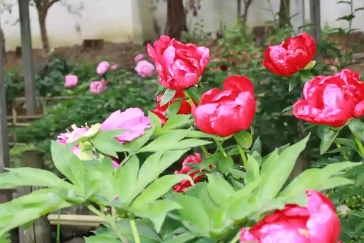 石光寺(奈良県)