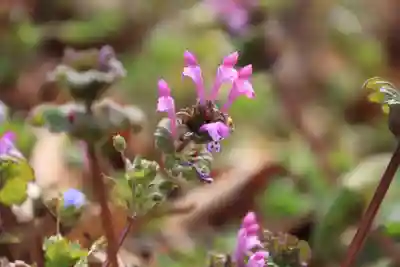 阿久津「田村神社」（郡山市阿久津町）旧社名：伊豆箱根三嶋三社の自然
