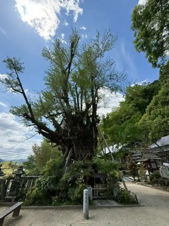 葛城一言主神社の{uncategorized: "未分類", other: "その他", undefined: "問題あり", building: "その他建物", grave: "お墓", sacred_gate: "鳥居", guardian: "狛犬", statue: "像", buddha: "仏像", history: "歴史", nature: "自然", garden: "庭園", animal: "動物", pagoda: "塔", temizu: "手水舎", mountain_gate: "山門・神門", sanctuary: "本殿・本堂", subordinate: "末社・摂社", art: "芸術", scenery: "景色", jizo: "地蔵", ema: "絵馬", goshuin: "御朱印", omikuji: "おみくじ", items: "授与品その他", amulet: "お守り", goshuincho: "御朱印帳", eats: "食事", festival: "お祭り", votive_dance: "神楽", shichigosan: "七五三参", wedding: "結婚式", experience: "体験その他", initially: "初詣", around: "周辺", anti_infection: "感染症対策"}