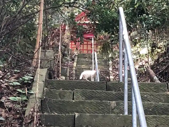 愛宕神社の動物