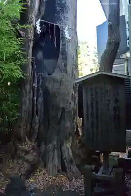 東神奈川熊野神社(神奈川県)