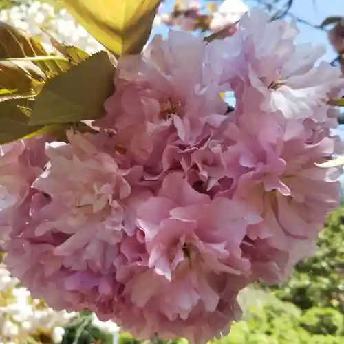 光丸山 法輪寺の自然