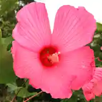 豊景神社の自然