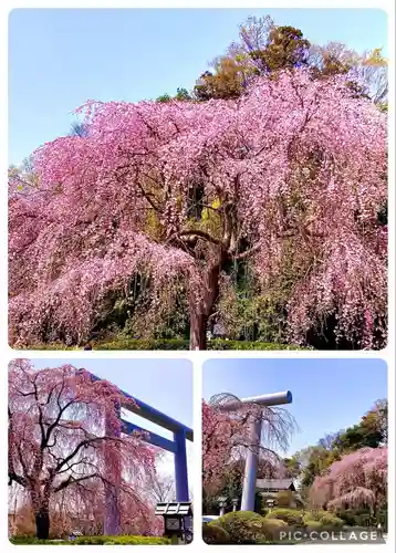 櫻木神社(千葉県)