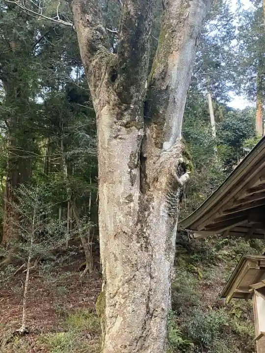 丹生川上神社(下社)(奈良県)