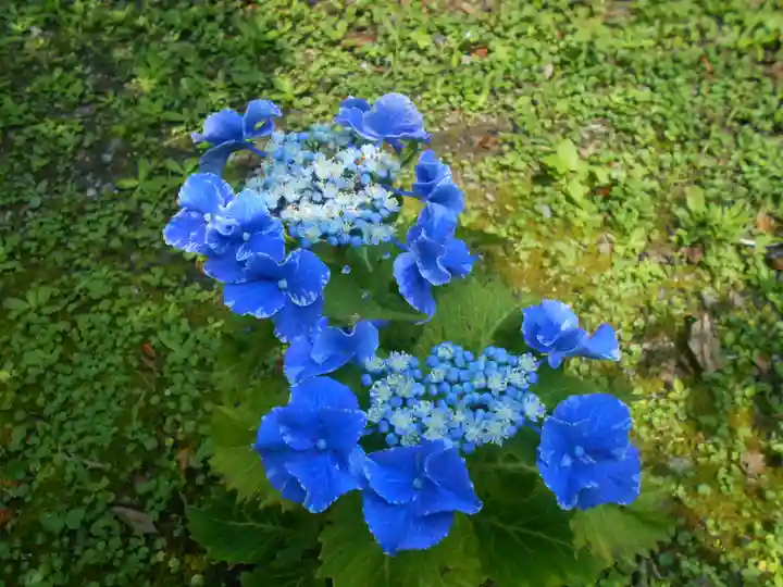 理智光寺跡(理智光寺址)<史跡>の自然