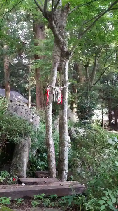 河口浅間神社の自然
