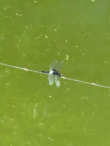神炊館神社 ⁂奥州須賀川総鎮守⁂(福島県)