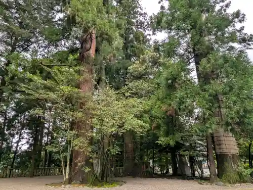 白山比咩神社の{uncategorized: "未分類", other: "その他", undefined: "問題あり", building: "その他建物", grave: "お墓", sacred_gate: "鳥居", guardian: "狛犬", statue: "像", buddha: "仏像", history: "歴史", nature: "自然", garden: "庭園", animal: "動物", pagoda: "塔", temizu: "手水舎", mountain_gate: "山門・神門", sanctuary: "本殿・本堂", subordinate: "末社・摂社", art: "芸術", scenery: "景色", jizo: "地蔵", ema: "絵馬", goshuin: "御朱印", omikuji: "おみくじ", items: "授与品その他", amulet: "お守り", goshuincho: "御朱印帳", eats: "食事", festival: "お祭り", votive_dance: "神楽", shichigosan: "七五三参", wedding: "結婚式", experience: "体験その他", initially: "初詣", around: "周辺", anti_infection: "感染症対策"}