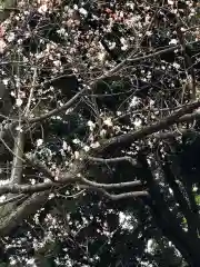 玉川神社の自然