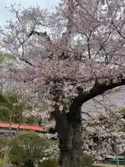 実相寺の自然