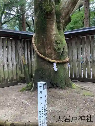 天岩戸神社(宮崎県)