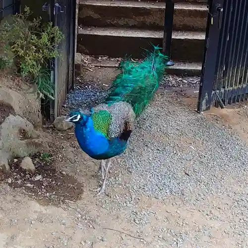 楽法寺（雨引観音）の動物