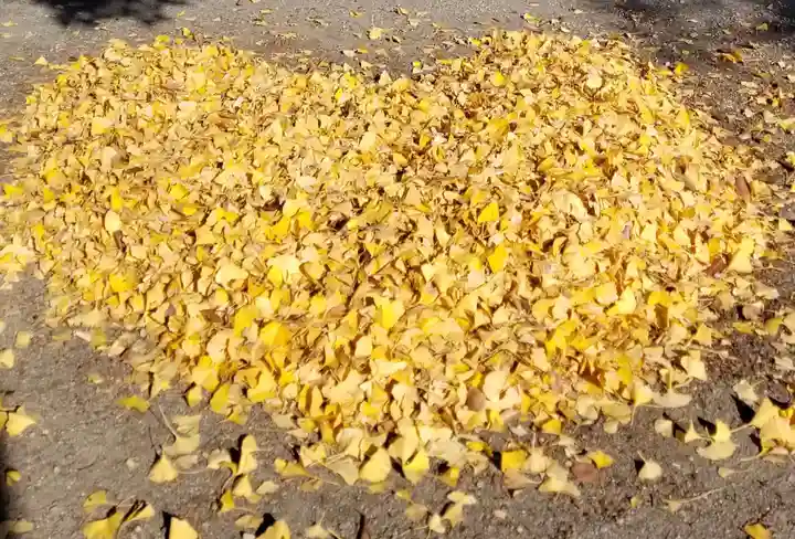 半田稲荷神社(東京都)