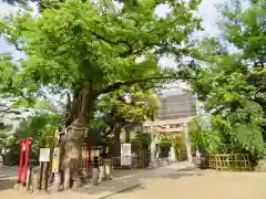 新田神社の自然