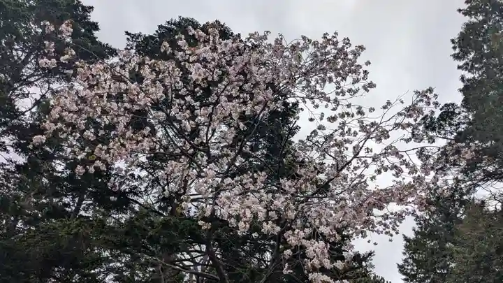 上川神社の自然