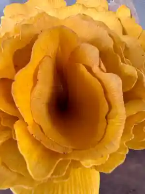 和田神社(滋賀県)