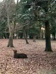 春日大社の動物