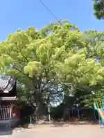 高橋西神社(熊本県)