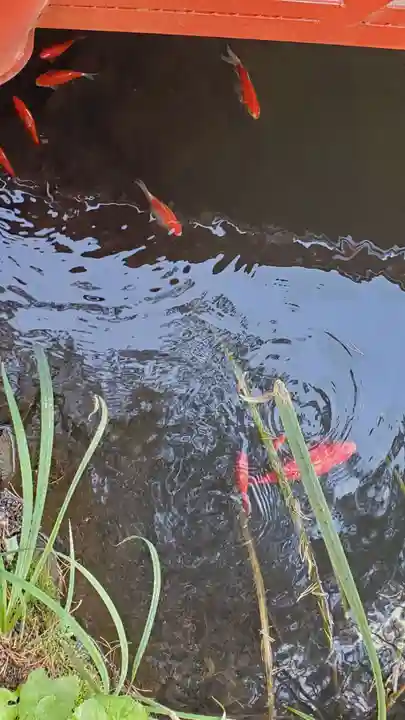 滝上神社の動物