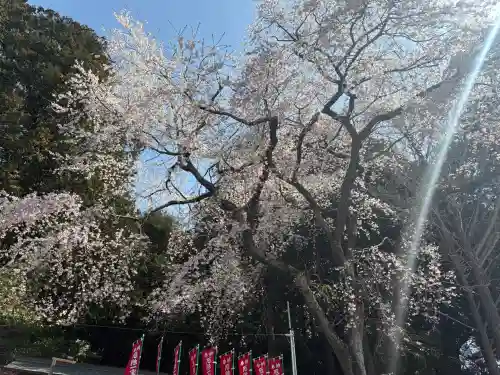 忠興八幡神社の{uncategorized: "未分類", other: "その他", undefined: "問題あり", building: "その他建物", grave: "お墓", sacred_gate: "鳥居", guardian: "狛犬", statue: "像", buddha: "仏像", history: "歴史", nature: "自然", garden: "庭園", animal: "動物", pagoda: "塔", temizu: "手水舎", mountain_gate: "山門・神門", sanctuary: "本殿・本堂", subordinate: "末社・摂社", art: "芸術", scenery: "景色", jizo: "地蔵", ema: "絵馬", goshuin: "御朱印", omikuji: "おみくじ", items: "授与品その他", amulet: "お守り", goshuincho: "御朱印帳", eats: "食事", festival: "お祭り", votive_dance: "神楽", shichigosan: "七五三参", wedding: "結婚式", experience: "体験その他", initially: "初詣", around: "周辺", anti_infection: "感染症対策"}