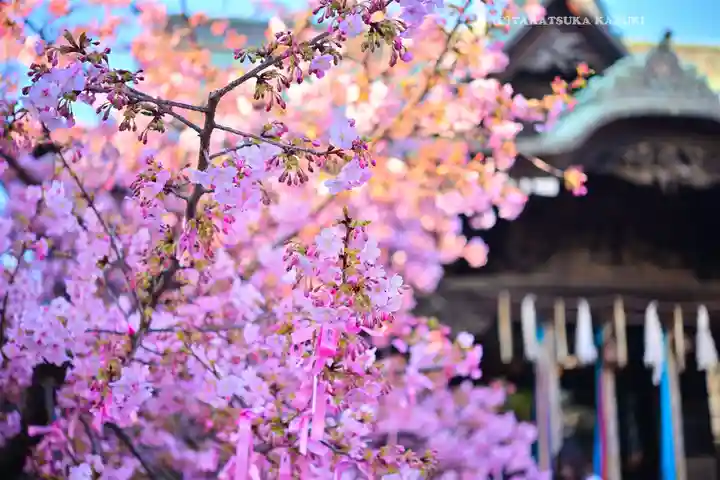 桜神宮(東京都)