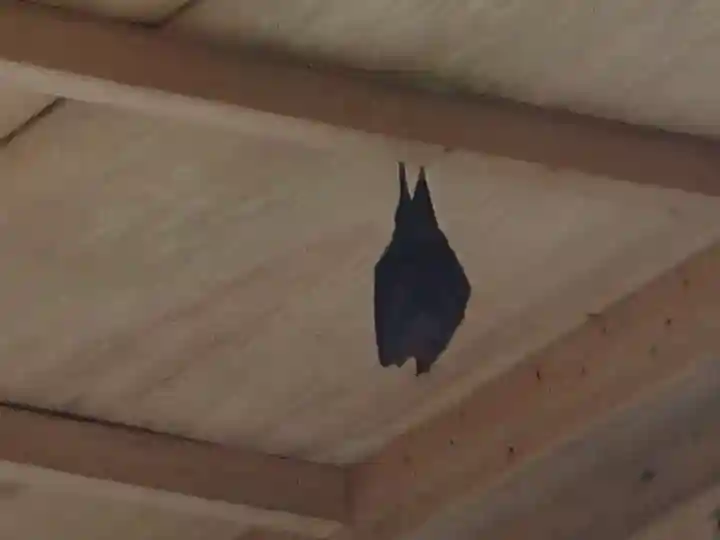 津島神社の動物