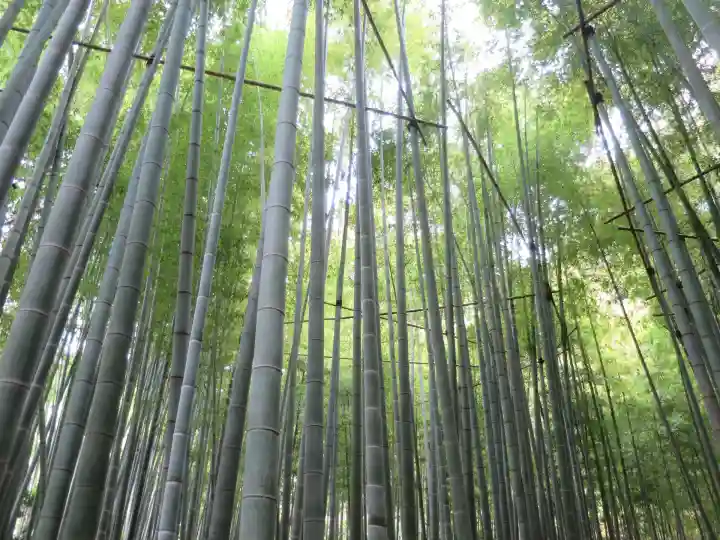 報国寺(神奈川県)